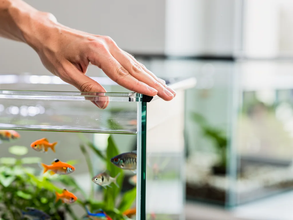 Aquarium Glas Acryl Unterschiede verstehen und die beste Wahl treffen Vergleich von Aquariumglas und Acryl im modernen Aquaristik-Beckenaufbau