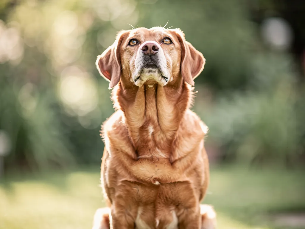 Hormonhaushalt beim Hund Hund beim Tierarzt zur Untersuchung des Hormonhaushalts für bessere Gesundheit