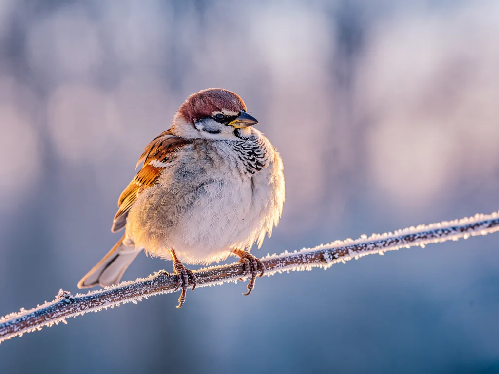 Thermoregulation bei Vögeln Vogel mit aufgeplustertem Gefieder zur Thermoregulation bei wechselnder Körpertemperatur