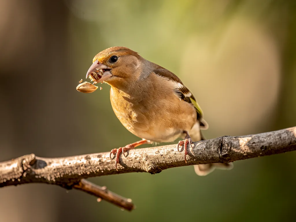 Wie Schnabelformen bei Vögeln ihre Ernährung bestimmen und beeinflussen Vogel mit verschiedenen Schnabelformen im natürlichen Lebensraum zeigt Ernährungsspezialisierung
