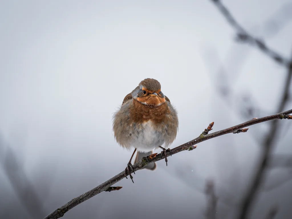 Vogelmetabolismus verstehen Nahaufnahme eines Vogels im Flug zeigt Anpassungen des Stoffwechsels bei Vögeln