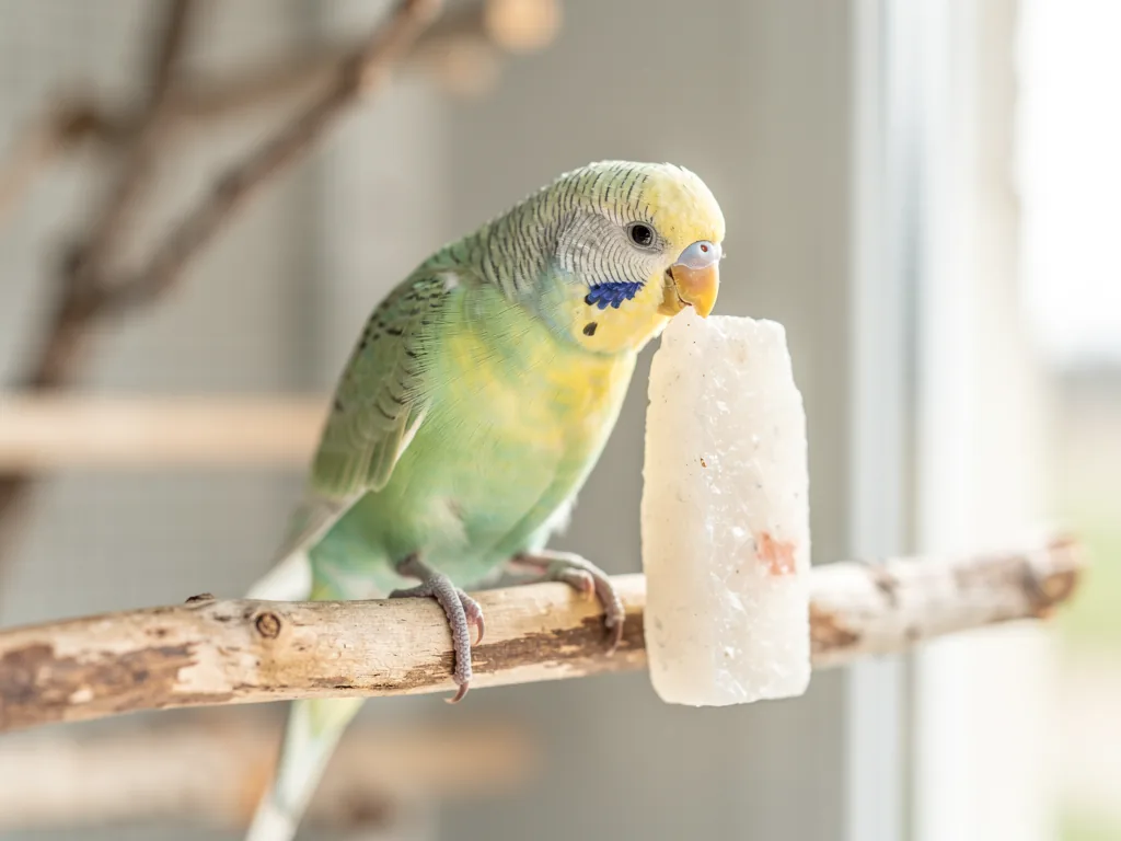 Nährstoffversorgung von Vögeln: Welche Mineralien sie brauchen Vogel sitzt auf Ast umgeben von Mineralstoffreichen Futtermischungen