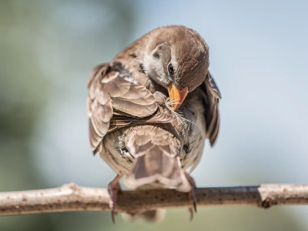 Gefiederpflege für Vögel Vogel putzt und richtet sein Gefieder zur natürlichen Gefiederpflege am Vogelkäfig