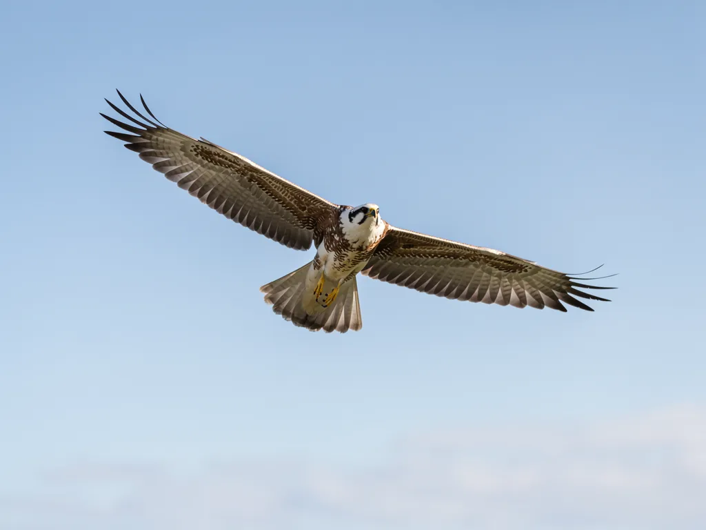 Die Funktion von Vogelflügeln Nahaufnahme eines Vogelflügels mit deutlich sichtbarer Federstruktur und Anatomie