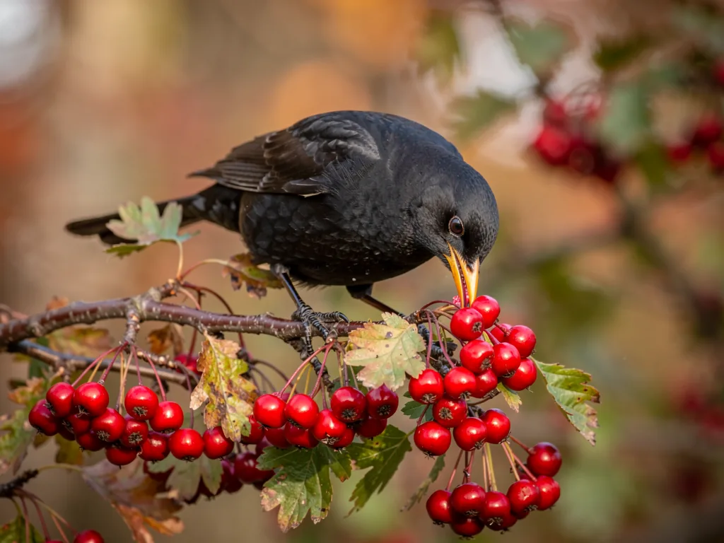 Vogelnahrung aus Beeren: Die Vielfalt der Beute Vögel fressen reife Beeren von Weißdorn und Holunder als wichtige Nahrung im Winter