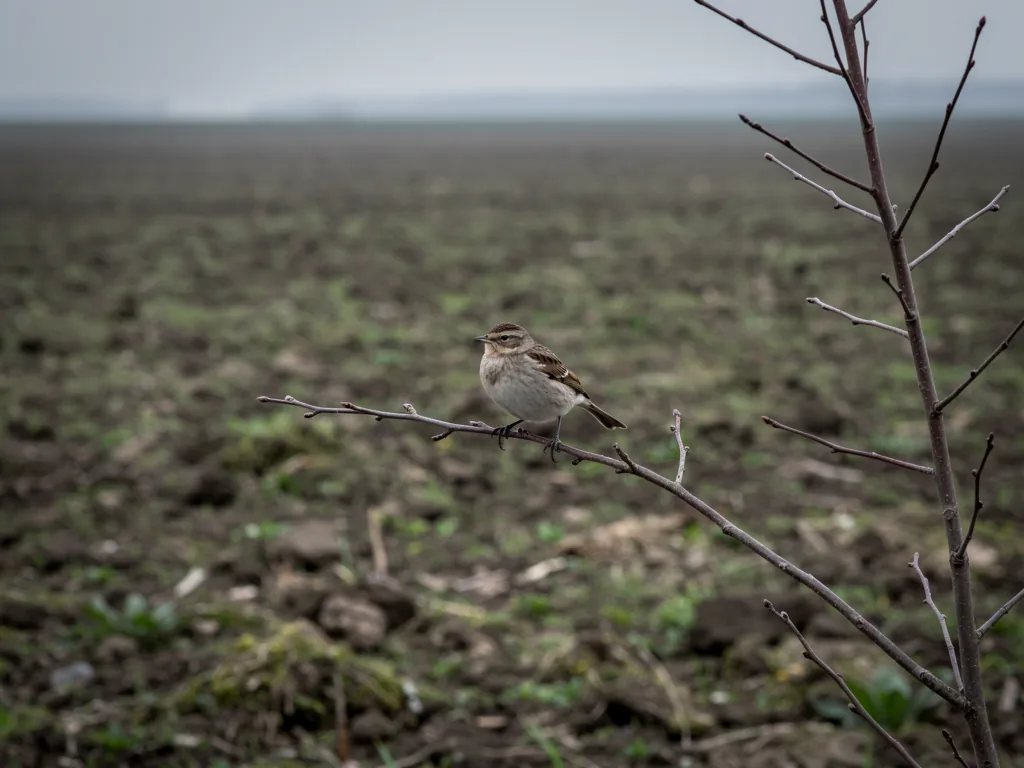 Vogelpopulationen: Einfluss des Nahrungsangebots Vogel auf Ast sucht Nahrung in natürlichem Lebensraum während Insektensterben