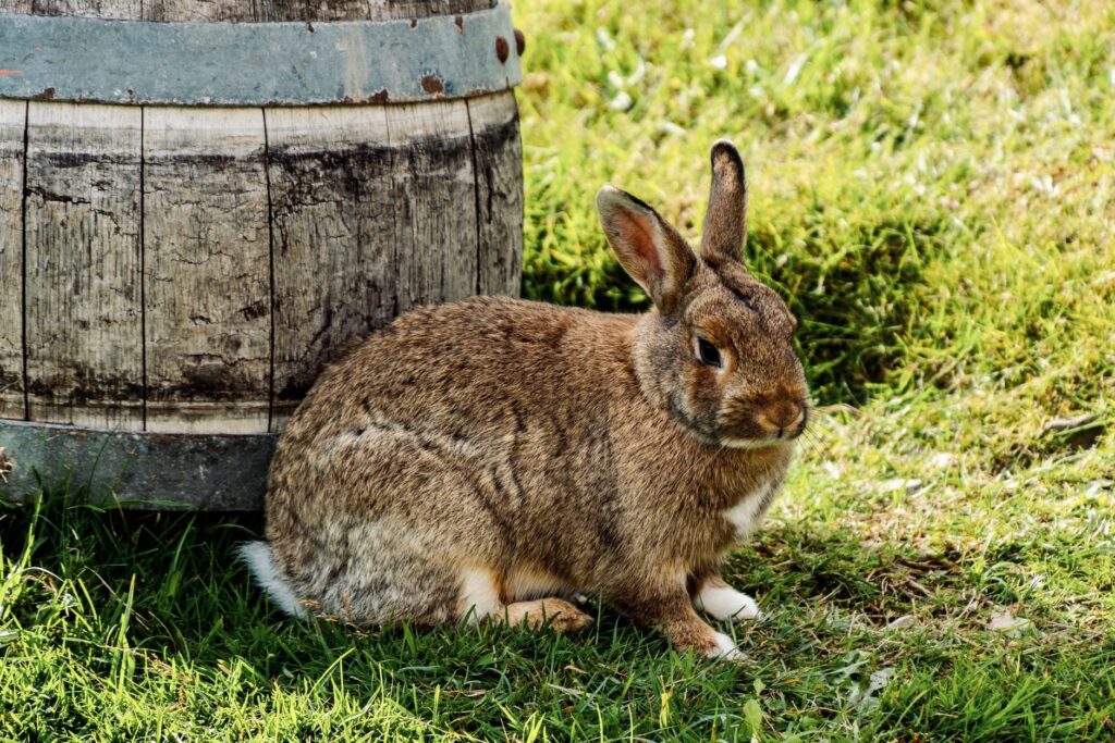 Was Kaninchen fressen dürfen