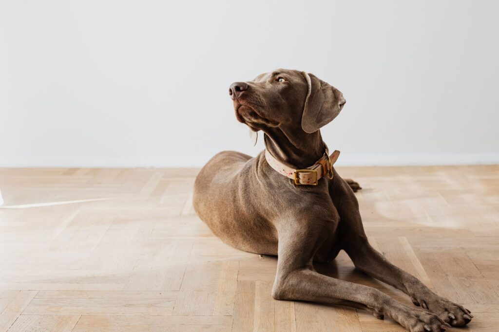 Kauartikel für Hunde: Mehr als nur ein Snack